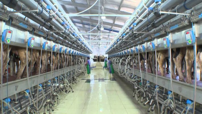 Công nghệ sản xuất sữa tiệt trùng hiện đại nhất hiện nay