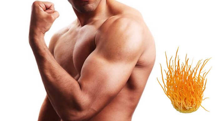 tác dụng của đông trùng hạ thảo với nam giới - khôi phục thể lực, tăng cường hoạt động cơ bắp