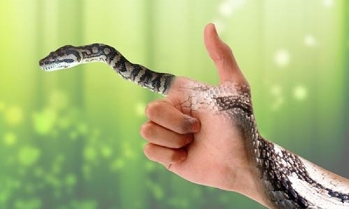 Nằm mơ thấy rắn có ý nghĩa gì?