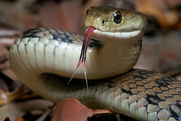 Nằm mơ thấy rắn là điềm tốt hay xấu? Nằm mơ thấy rắn nên đặt cược vào con số nào?