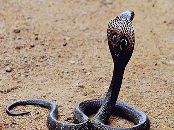 Nằm mơ thấy rắn có ý nghĩa gì? Tốt hay xấu? – Mộc Thiên Tân